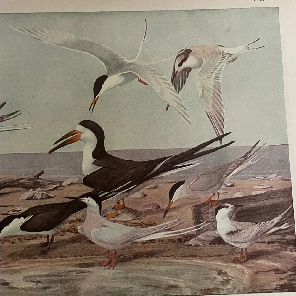 🖤 5/$25 Antique Ornithological Bird Print Original ocean birds